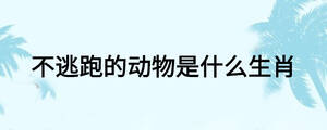 不逃跑的動(dòng)物是什么生肖