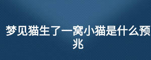夢見貓生了一窩小貓是什么預兆